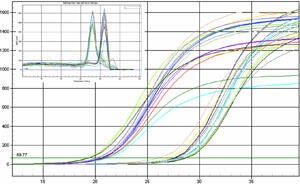 qPCR graph